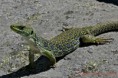 /album/fotogaleria/lagarto-ocelado-3-jpg/